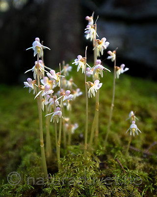 BB 12 0379 / Epipogium aphyllum / Huldreblom
